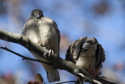 DSC_4473P.jpg