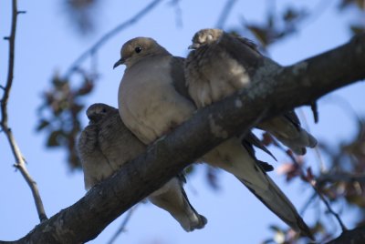 DSC_4499P.jpg