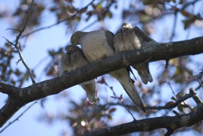 DSC_4502P.jpg
