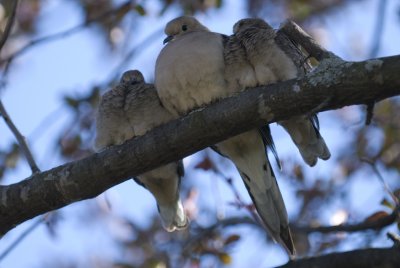 Baby Doves