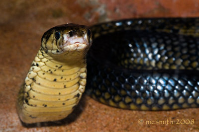 Egyptian Cobra - (Naja haje)
