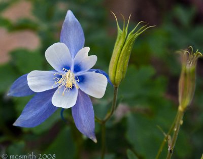 Colorado Blue Columbine - (Aquilegia caerulea)