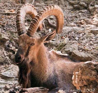 Ibex - (Capra ibex nubiana)