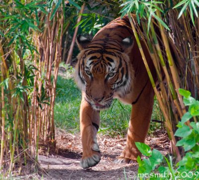 Maylan Tiger - (Panthera tigris jacksoni)