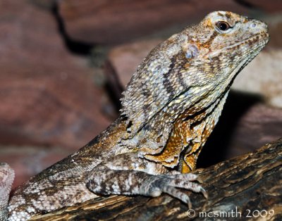 Frilled Lizard - (Chlamydosaurus kingii)