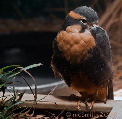 Northern Aplomado Falcon - (Falco femoralis septentrionalis)