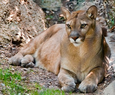 Cougar - (Puma concolor)