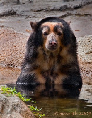 Andean Bear - (Tremarctos ornatus)
