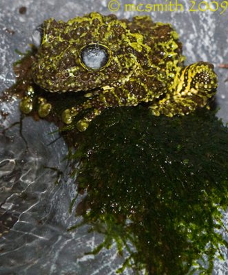 Vietnamese Mossy Frog - (Theloderma corticale)