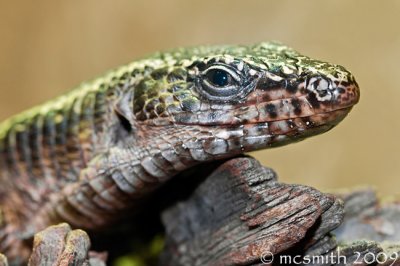 African Plated Lizard - (Gerrhosaurus major)