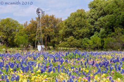 Texas Wildflowers 2010