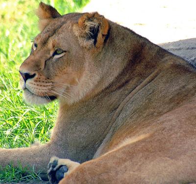 Female Lion - (Panthera leo)