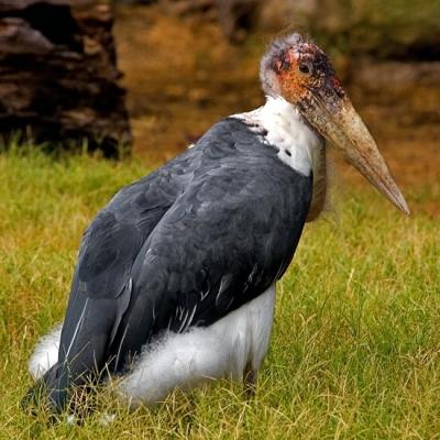 Marabou Stork - (Leptoptilos crumeniferus)