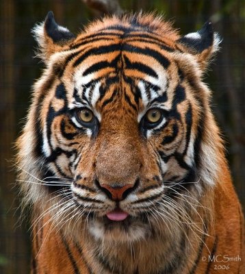 Sumatran Tiger - (Panthera tigris sumatrae)