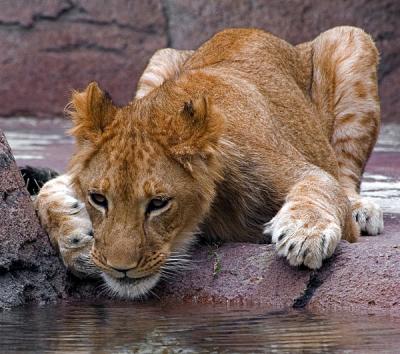 Lion Cub