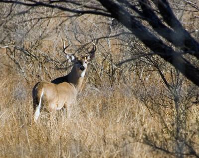 Texas White Tail Deer