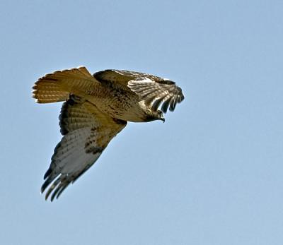 Red Tailed Hawk