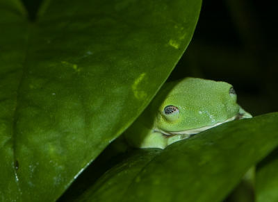 Poison Dart Frog  - (Dendrobate Species)