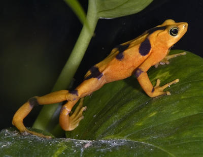 Panamanian Golden Frog - (Atelopus zeteki)
