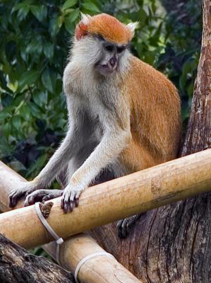 Patas Monkey - (Erythrocebus patas)