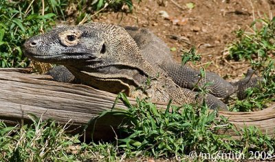 Komodo Dragon - (Varanus komodoensis)