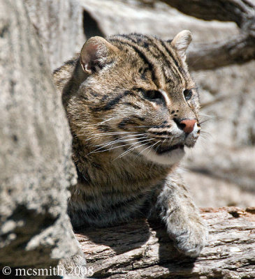 Fishing Cat - (Prionailurus viverrinus)