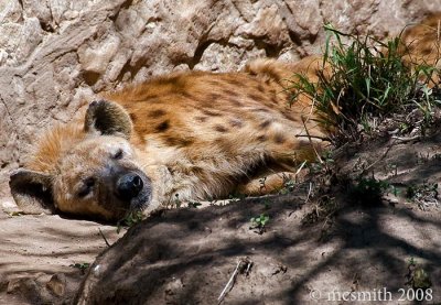 Spotted Hyena - (Crocuta crocuta)