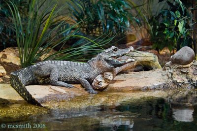 Dwarf Crocodile (Osteolaemus tetraspis)