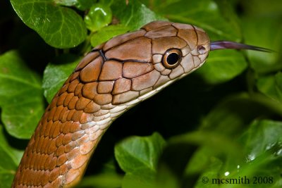 King Cobra  - (Ophiophagus hannah)