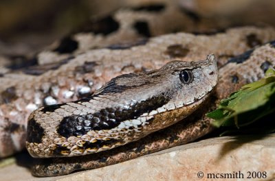 Snub-Nosed Viper - (Vipera latastei)