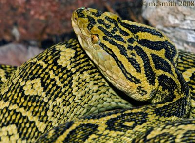 Habu - (Trimeresurus flavoviridis)