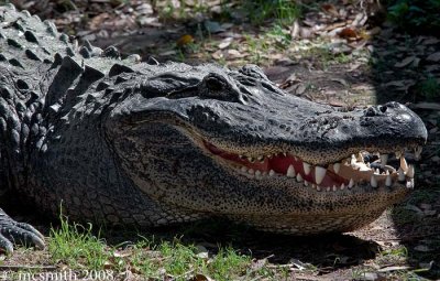 American Alligator - (Alligator mississippiensis)