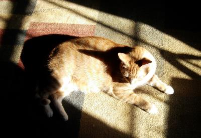 Sleeping in his favorite sunbeam.