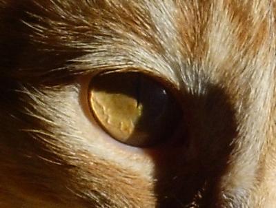 A close-up of Malcolm's eye. Cats really are related to tigers.