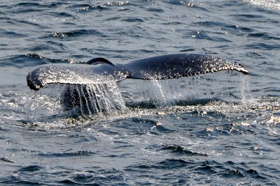 whale_watch_10
