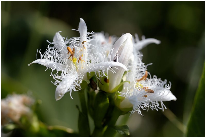 1501 Menyanthes trifoliata