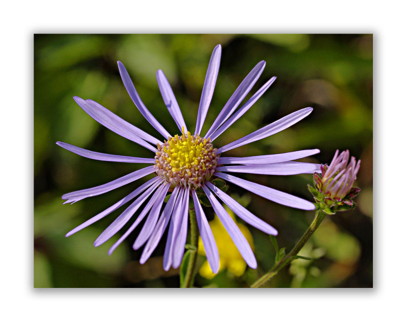 2041 Aster novi-belgii