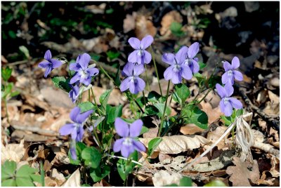 547 Viola reichenbachiana