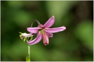 2879 Lilium martagon