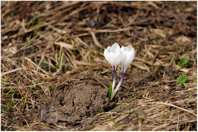 2914 Crocus albiflorus