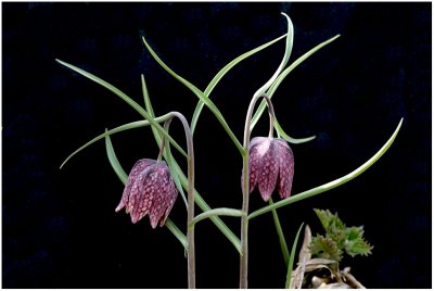 2848 Fritillaria meleagris