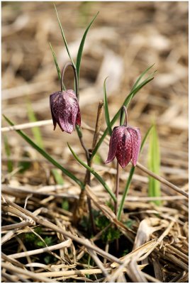 2848 Fritillaria meleagris