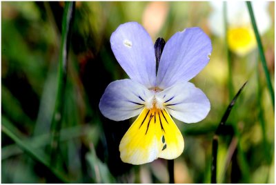 557 Viola tricolor