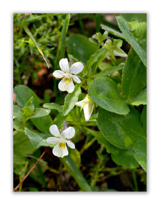 558 Viola arvensis