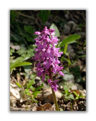 2991 Orchis mascula