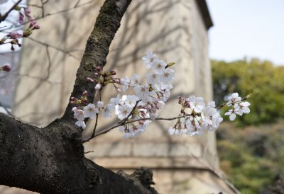 Kitanomaru Blossoms.jpg