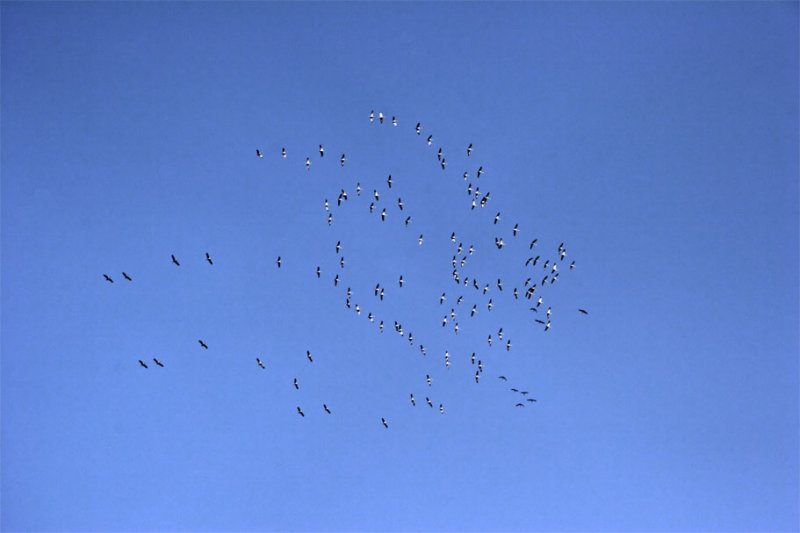 Vol de grues perturbes