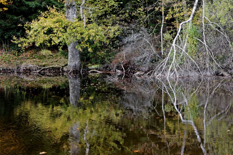 Etang de lne