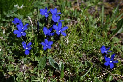 Gentiana