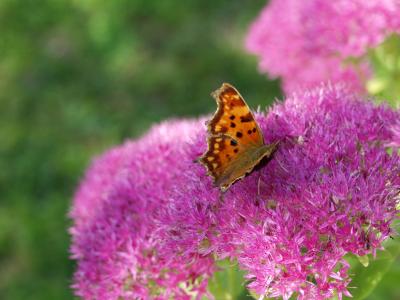 Butterfly on Sedum